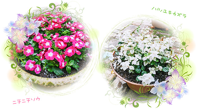ショールームの中庭のお花を植え替えました 21年9月16日 関西住宅販売 株 姫路支店